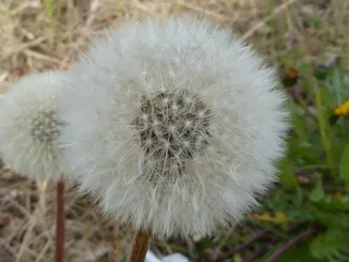 蒲公英，花粉，种子，盛开，性质，开花，盛开