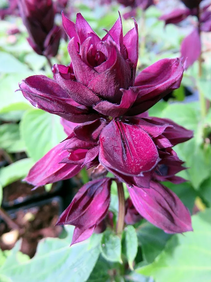 大自然，花，鼠尾草，紫