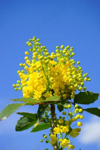 普通桃花心木，桃花心木，鲜花，黄色，布什