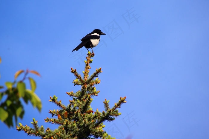 精灵，鸟，野生动物摄影，动物，树
