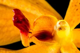 兰花，花，开花，橙色