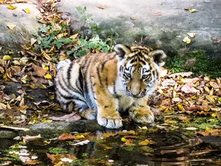 虎，虎崽，可爱，纽伦堡，猫，好奇，水