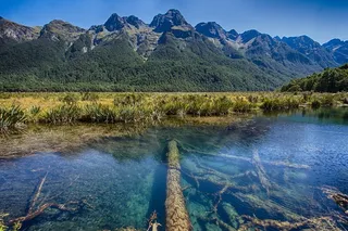 新西兰，南岛，树干，反射