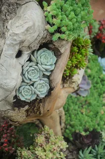 植物,肉质植物,花,木材,绿色,花园 植物,肉质植物,花,木材,绿色,花园