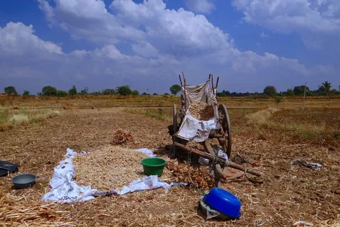 高粱穗，干燥，购物车，印度，郁郁葱葱，农业