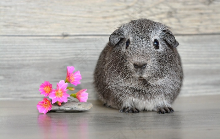 豚鼠，光滑的头发，幼小动物，啮齿动物