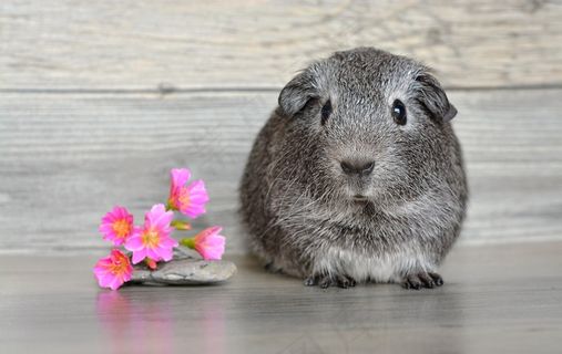 豚鼠，光滑的头发，幼小动物，啮齿动物