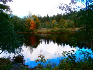 河，皮里塔，爱沙尼亚，景观，荒野，风景