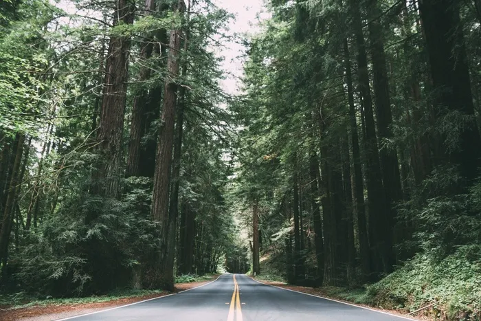 道路，树木，树木繁茂，森林，景观，自然，国家