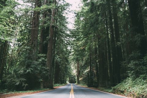 道路，树木，树木繁茂，森林，景观，自然，国家