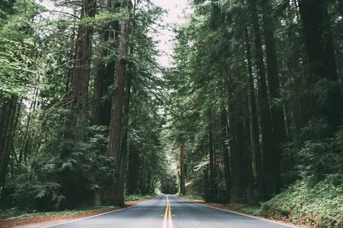 道路，树木，树木繁茂，森林，景观，自然，国家