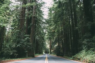 道路，树木，树木繁茂，森林，景观，自然，国家