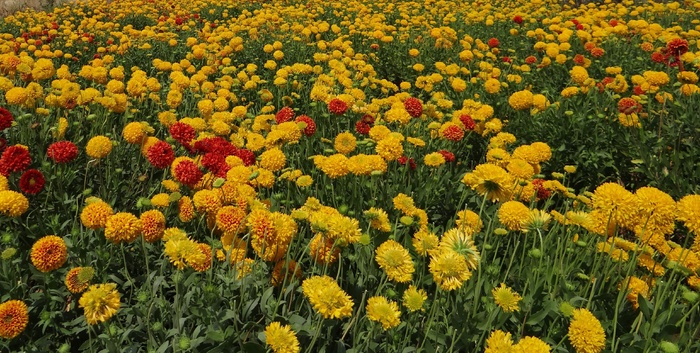 鲜花，野花，菊花，印度，花的