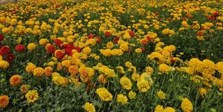 鲜花，野花，菊花，印度，花的