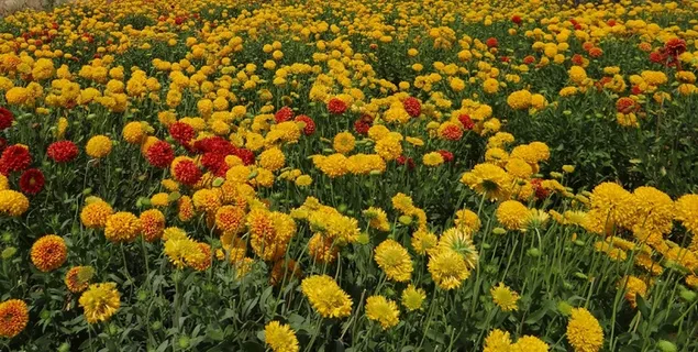 鲜花,野花,菊花,印度,花的 鲜花,野花,菊花,印度,花的