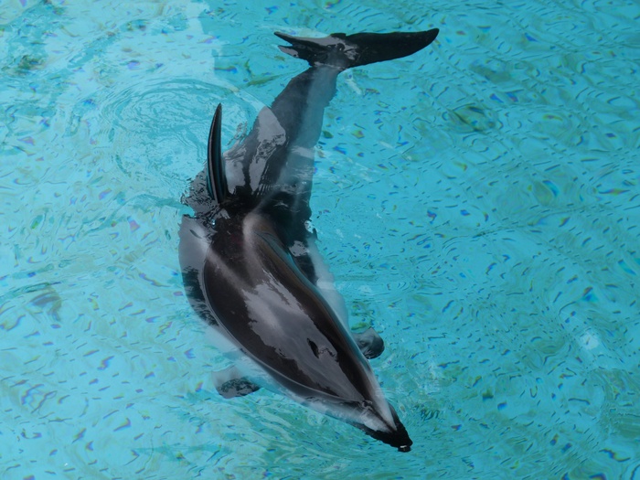 白腹，海豚，动物，哺乳动物，水族馆