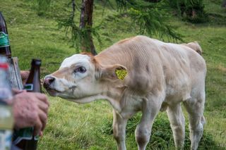 牛，牛肉，牛，农业，牲畜，小牛