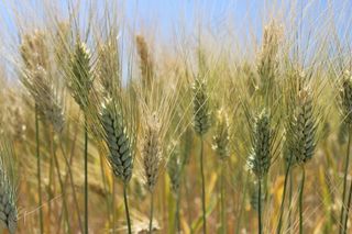 ，小麦，场，农业，西西里岛，夏天