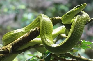 蛇，无毒，爬行动物