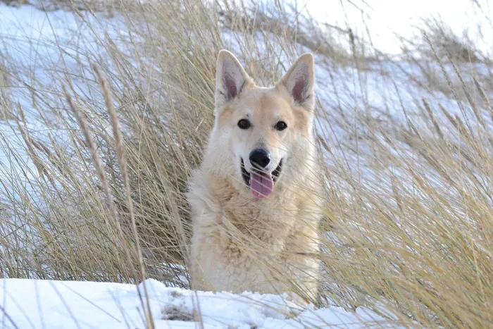 狗，动物，混合动力，雪橇犬，冬天，海滩