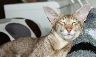 猫，睡眠，梦想，Pur叫，在家，小猫