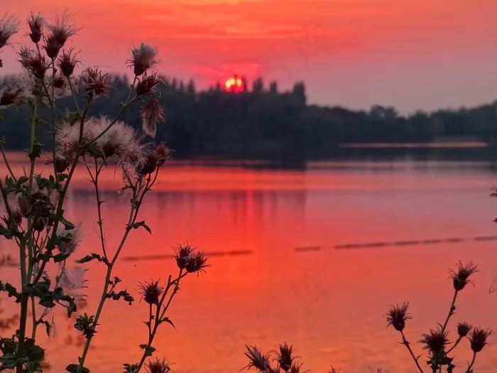日落，蓟，湖泊风景，天空，红色κόκκινοΖωολογία，森林，晚上，银行