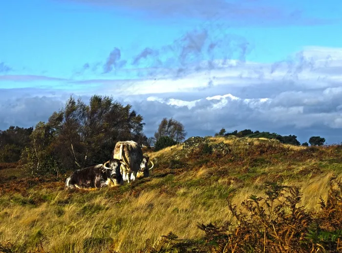牛，公牛，放牧，草，场，系泊，拓荒，秋