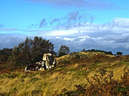牛，公牛，放牧，草，场，系泊，拓荒，秋