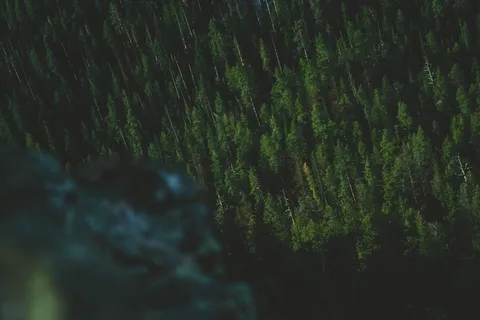 大自然,植物,树木,森林,以上,空中,悬崖 大自然,植物,树木,森林,以上,空中,悬崖