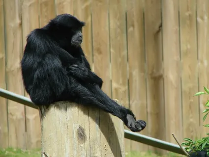 暹罗，长臂猿，灵长类动物，坐，野生动物，自然