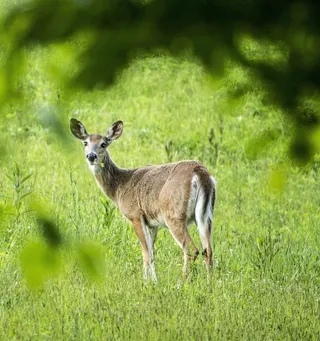鹿，母鹿，森林，野生动物，自然，动物，哺乳动物
