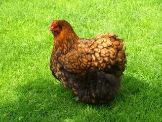 布朗母鸡，家禽，家禽