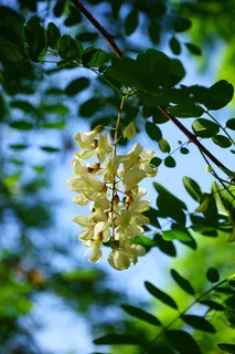 花,花序,白色,常见的枫树,刺槐 花,花序,白色,常见的枫树,刺槐