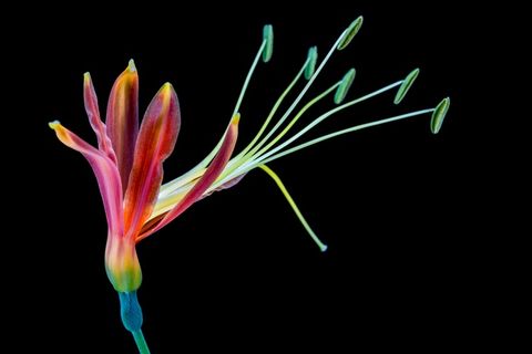 花，开花，绽放，多彩，冷色