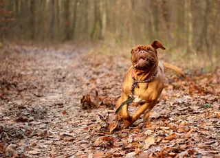 狗，Dogue De Bordeaux，ast犬，波尔多，勃艮第