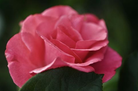 玫瑰,粉红色,植物,绿色,自然,叶子,自然 玫瑰,粉红色,植物,绿色,自然,叶子,自然