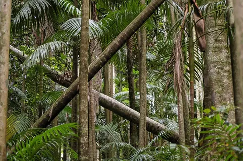 桉树，口香糖树，雨林，森林，澳大利亚
