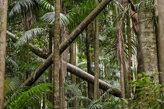 桉树，口香糖树，雨林，森林，澳大利亚