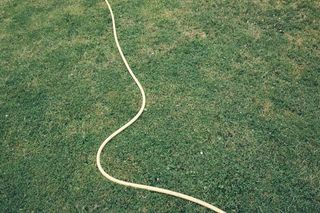 爬行动物,电线,粪类圆线虫,绳子,耳机,在草地上的黄色软管