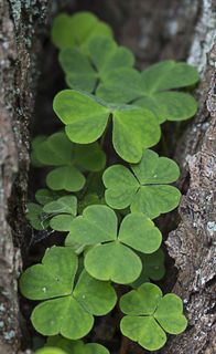 大自然，公园，树皮，绿色，叶子，树，传单