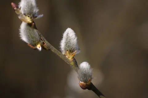 褪色柳,路,牧场,春天,开花,盛开 褪色柳,路,牧场,春天,开花,盛开