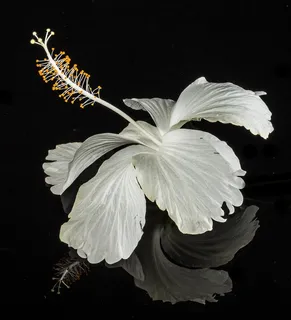 芙蓉花，开花，花，白，棉花糖