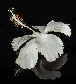 芙蓉花，开花，花，白，棉花糖