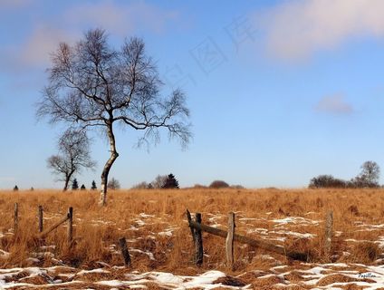 系泊，自然，恢复，桦木，景观，沼泽