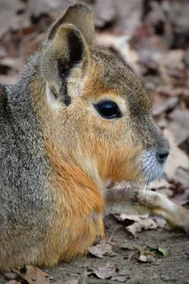 巴塔哥尼亚野兔，马拉，动物，潘帕哈斯，啮齿动物