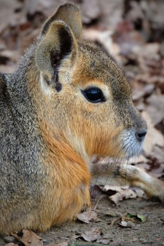 巴塔哥尼亚野兔，马拉，动物，潘帕哈斯，啮齿动物