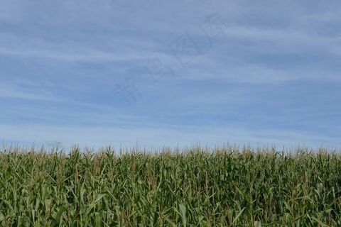 作物，玉米，玉米，天空，空，蓝色，绿色，食品，场