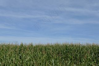 作物，玉米，玉米，天空，空，蓝色，绿色，食品，场