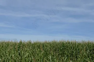 作物，玉米，玉米，天空，空，蓝色，绿色，食品，场