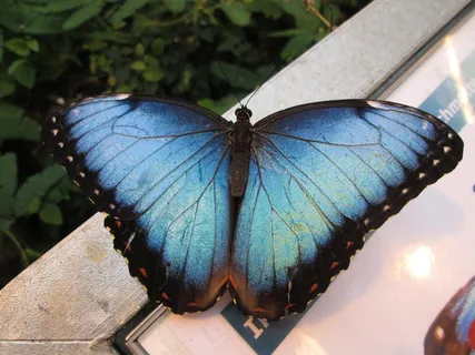 天空蝴蝶,Edelfalter,蝴蝶,蓝色Morphofalter 天空蝴蝶,Edelfalter,蝴蝶,蓝色Morphofalter